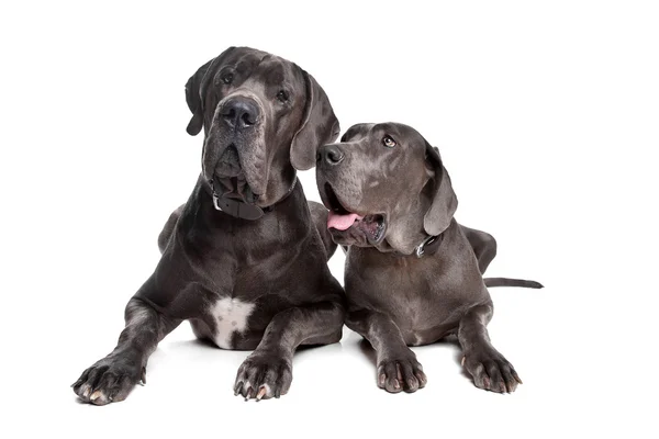 Dos grandes perros daneses grises —  Fotos de Stock