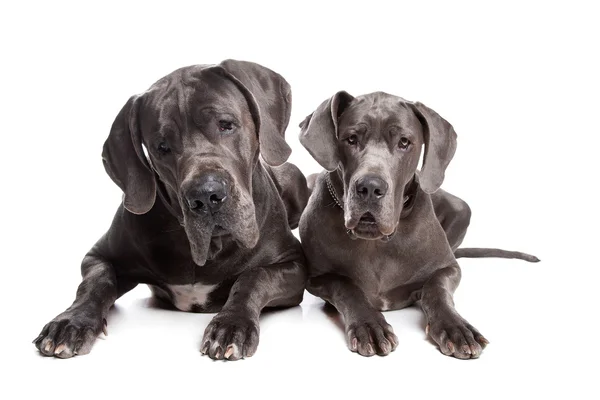Two grey great Dane dogs — Stock Photo, Image