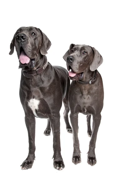 Δύο γκρι μεγάλα σκυλιά Δανών — Φωτογραφία Αρχείου