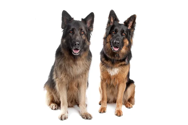Due cani da pastore tedeschi — Foto Stock
