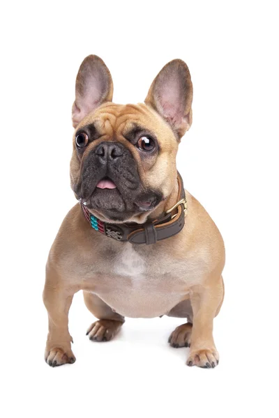 Beige French Bulldog — Stock Photo, Image