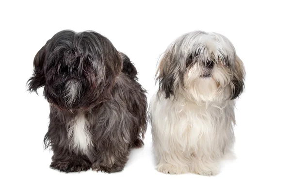 Δύο shih tzu σκύλοι — Φωτογραφία Αρχείου