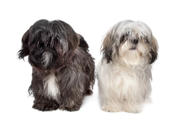 stock image Two Shih tzu dogs