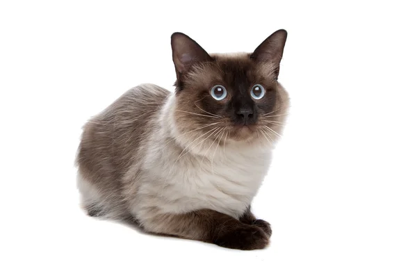 Сіамська кішка — стокове фото