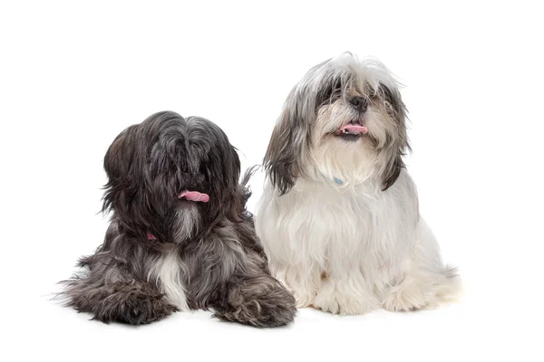 Dos perros Shih tzu —  Fotos de Stock