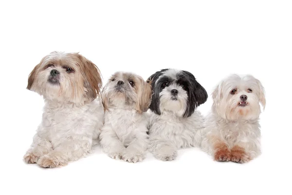 Empat anjing kecil — Stok Foto