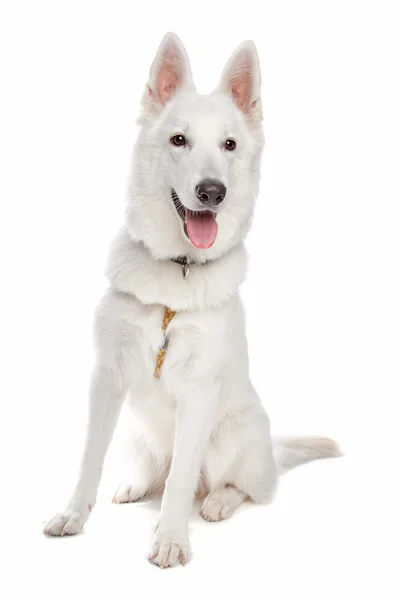 White shepherd dog — Zdjęcie stockowe