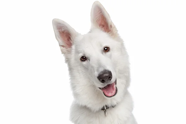 White shepherd dog — Zdjęcie stockowe