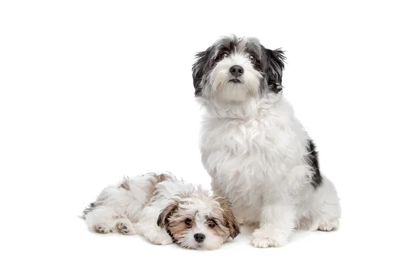 Dwa psy demograficznego — Zdjęcie stockowe