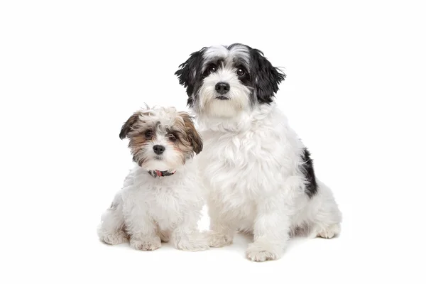 Dois cães boomer — Fotografia de Stock