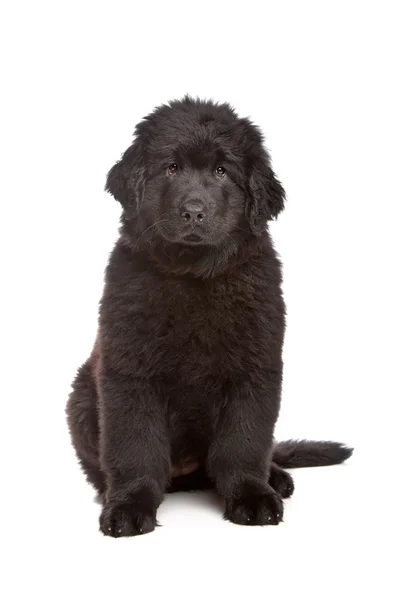 Filhote de cachorro preto da Terra Nova — Fotografia de Stock