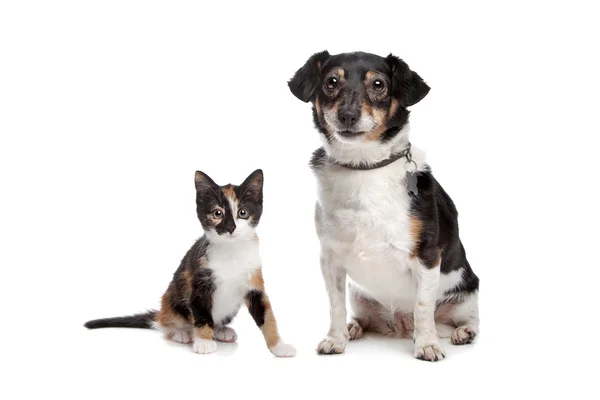 Gatito y Jack Russel Terrier — Foto de Stock