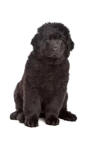Filhote de cachorro preto da Terra Nova — Fotografia de Stock