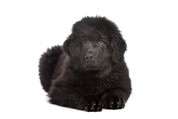 黑色纽芬兰小狗 — 图库照片