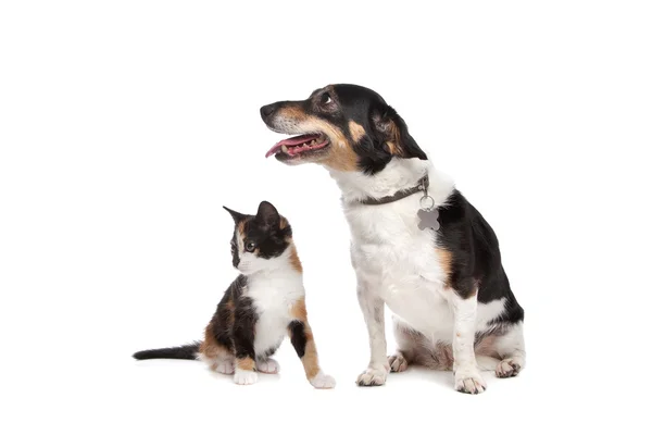 Kattunge och jack russel terrier — Stockfoto