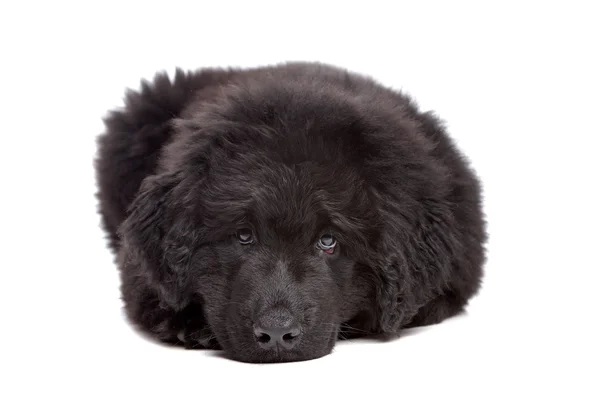 Negro cachorro de Terranova — Foto de Stock