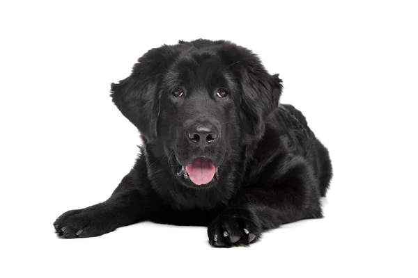 Negro tibetano mastín cachorro — Foto de Stock