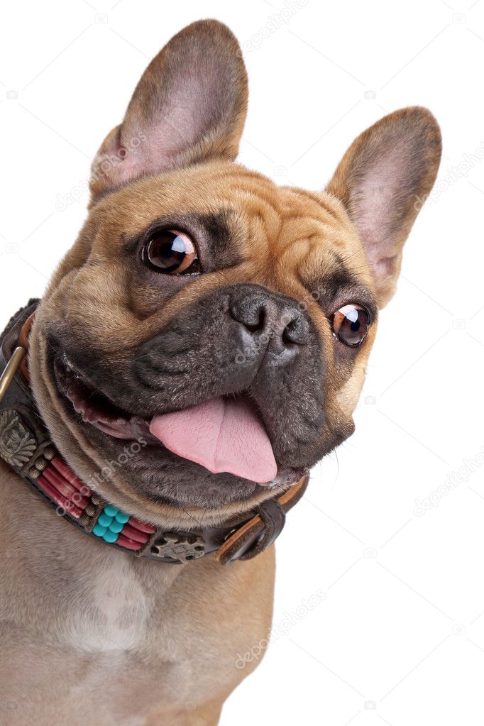 beige Franse bulldog — Stockfoto © eriklam 10216298