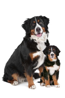 Bernese dağ köpeği yetişkin ve köpek yavrusu