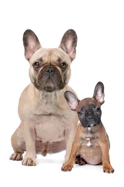 Francese Bulldog adulto e cucciolo — Foto Stock