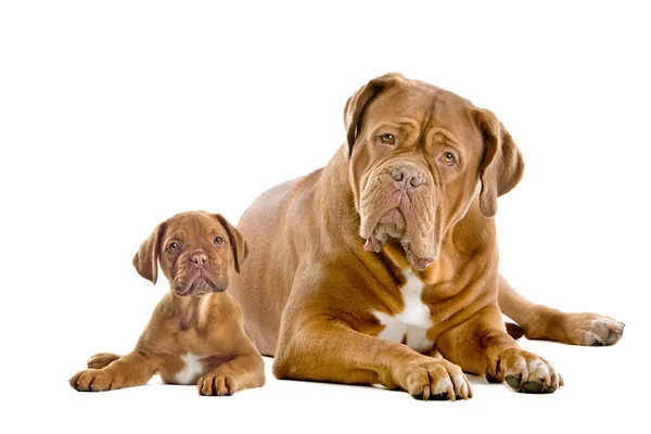 Dogue de bordeaux yetişkin ve köpek yavrusu — Stok fotoğraf