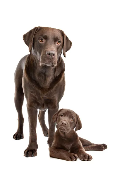 Chocolate Labrador adulto e cachorro — Fotografia de Stock