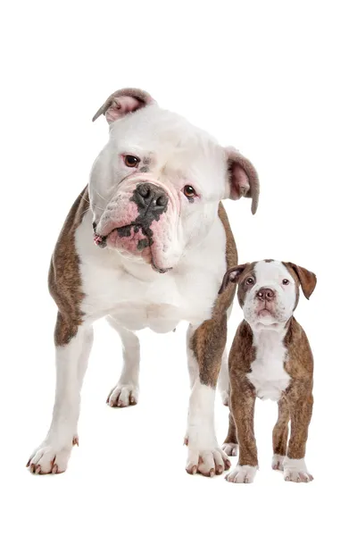 Amerikan bulldog yetişkin ve köpek yavrusu — Stok fotoğraf