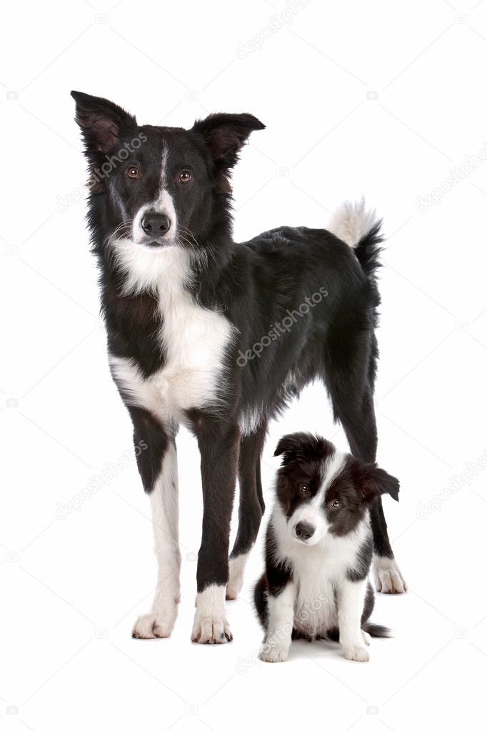 Border collie adult and puppy