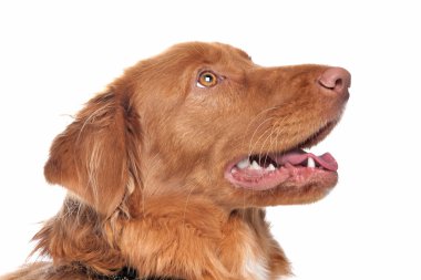 Nova Scotia Duck Tolling Retriever