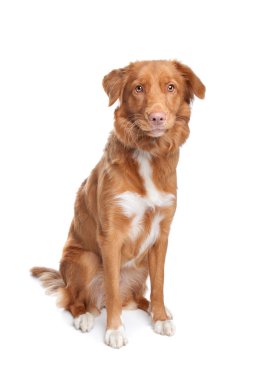 Nova Scotia Duck Tolling Retriever