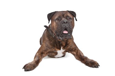 Brindle Bullmastiff