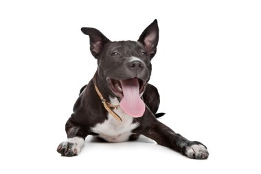 Amerikan Staffordshire Terrier köpeği.