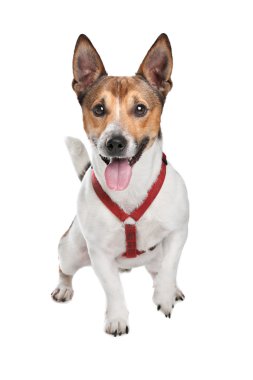 jack Russel terrier