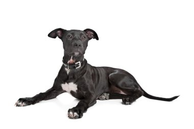 Staffordshire bull terrier yavrusu