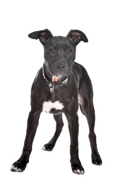 Staffordshire bull terrier yavrusu