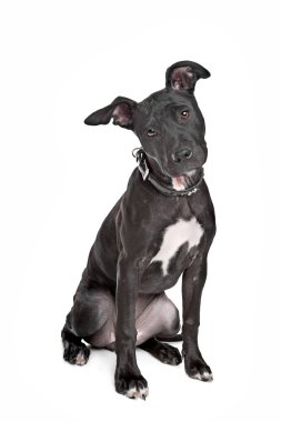 Staffordshire bull terrier yavrusu