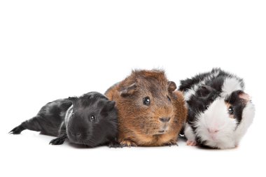 Three Guinea pigs clipart