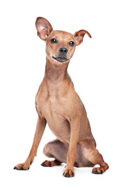 Minyatür pinscher.