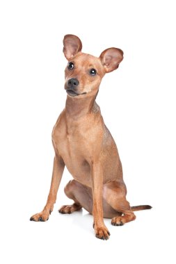 Minyatür pinscher.