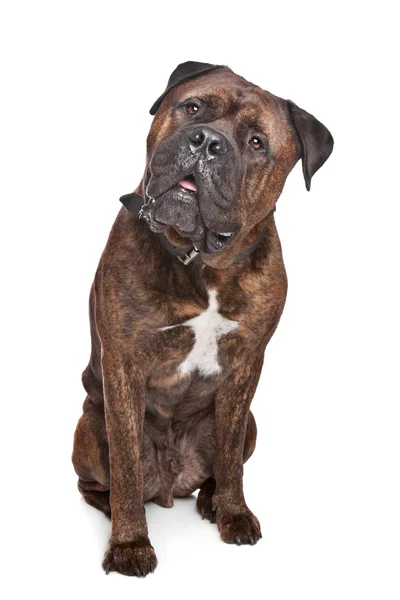 Brindle Bullmastiff — Stok fotoğraf