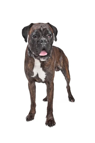 Boxer dog — Stock Photo, Image