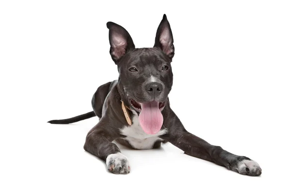 Amerykański szczeniak Staffordshire Terrier — Zdjęcie stockowe