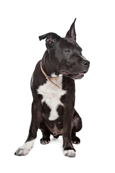 American Staffordshire Terrier puppy — Stock Photo, Image