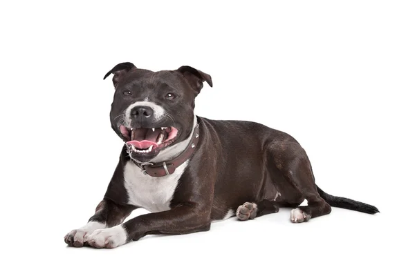 Staffordshire bullterrier. – stockfoto