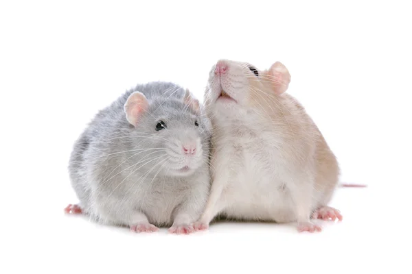 Dos ratas. — Foto de Stock