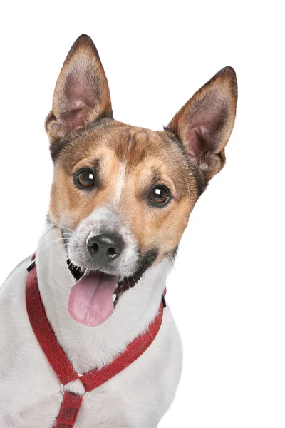 Jack Russel Terrier — Stockfoto