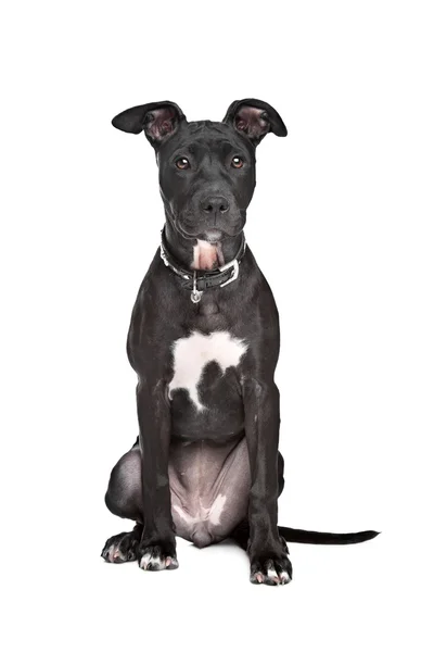 スタッフォードシャー ・ ブル ・ テリアの子犬 — ストック写真