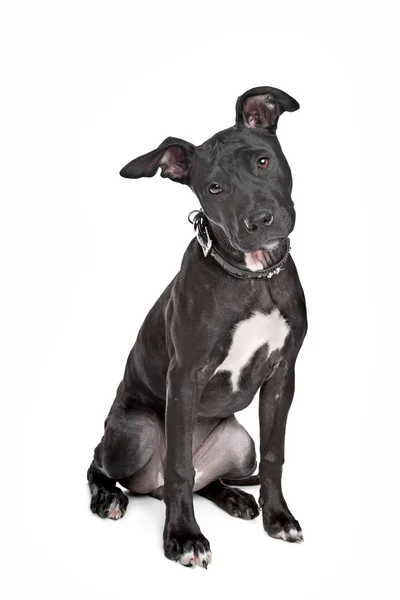 Staffordshire bull terrier puppy — Stock Photo, Image