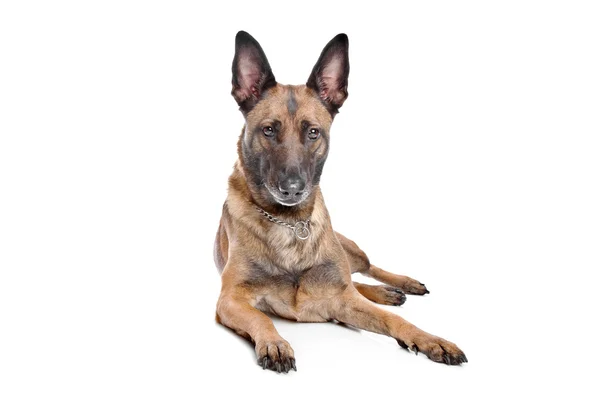 German Shepherd — Stock Photo, Image