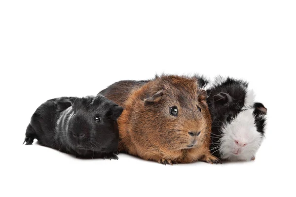 Üç küçük domuz — Stok fotoğraf